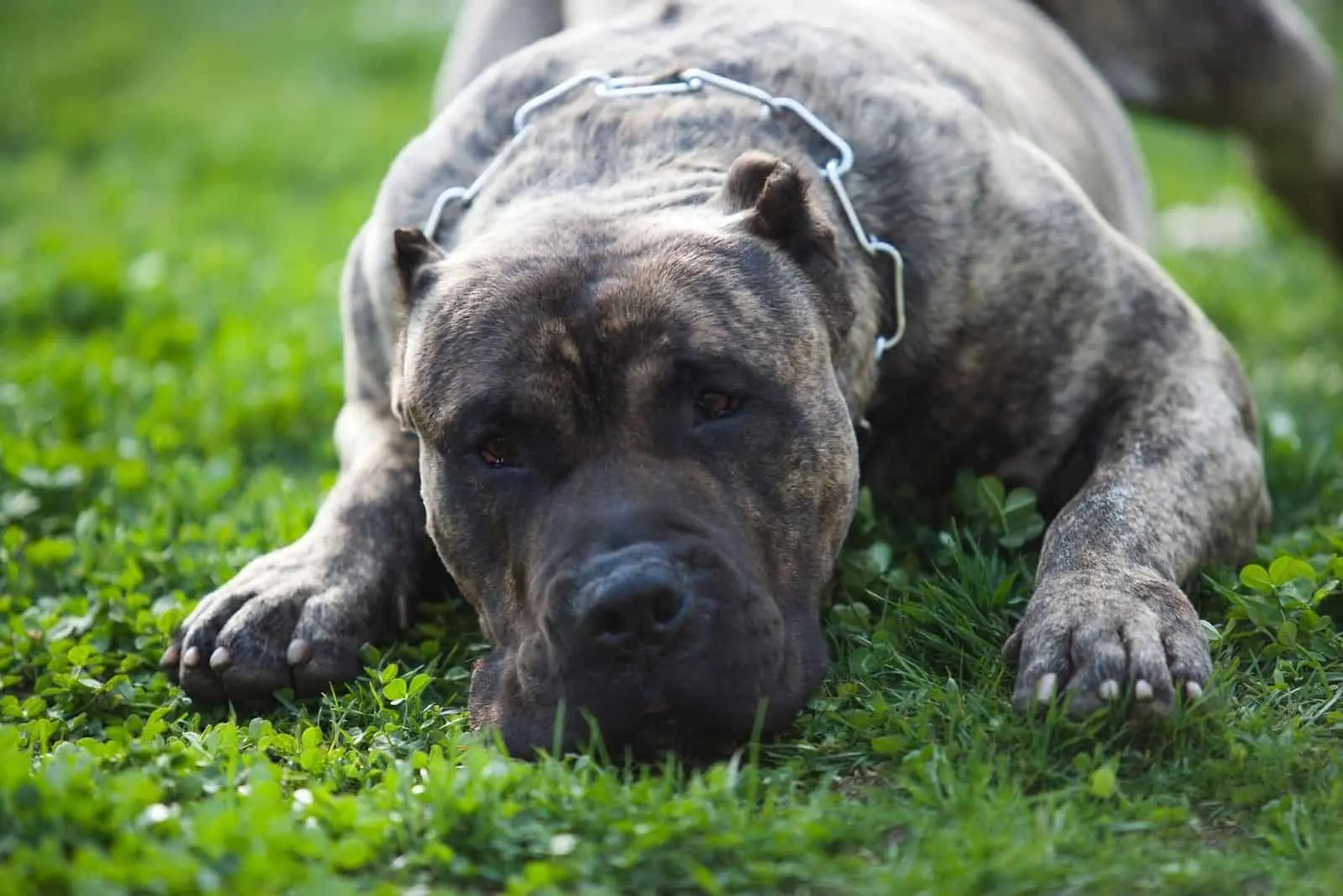 presa canario lying down on the lawn's green grasses