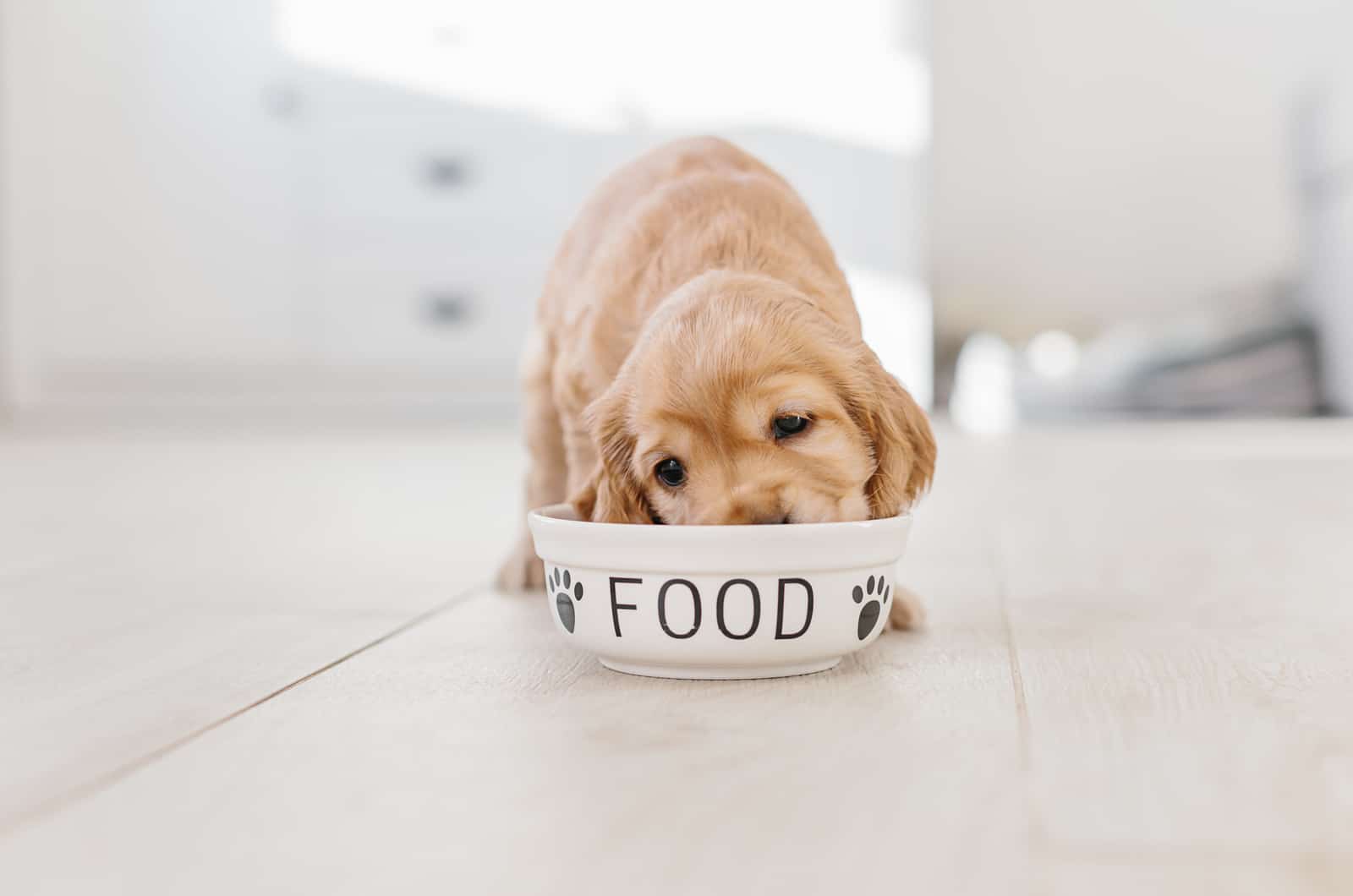 puppy eating from a bowl