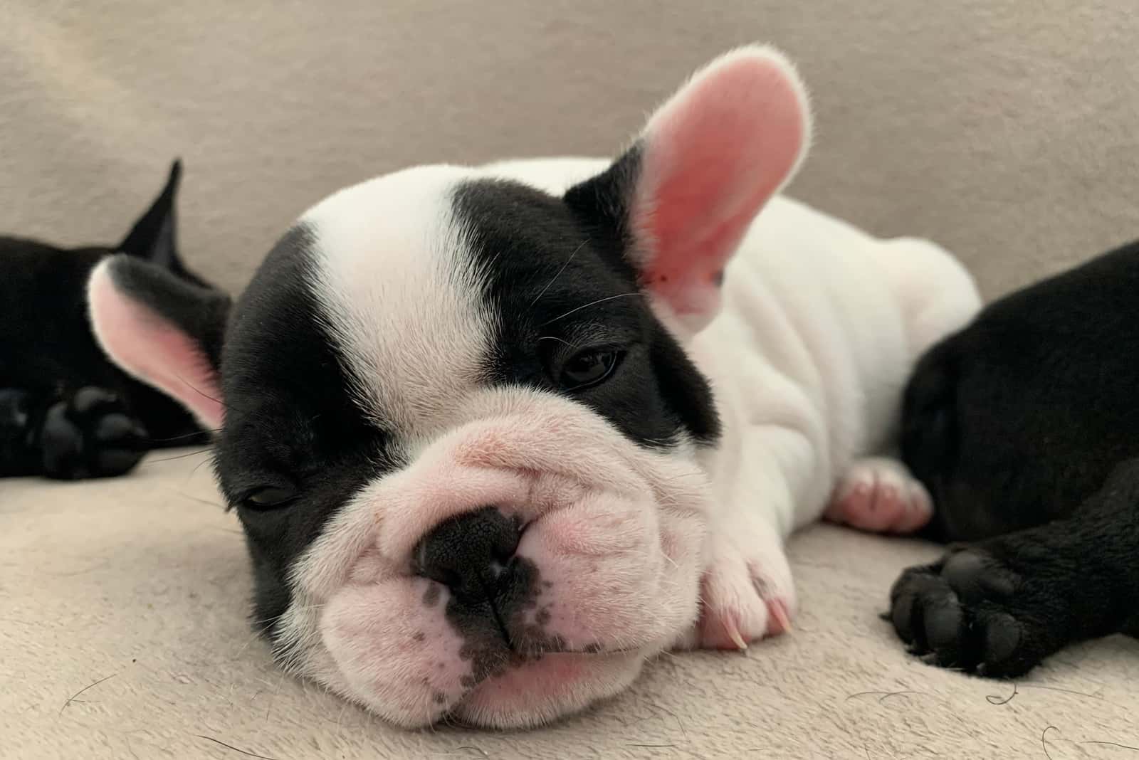 puppy french bulldog sleeping