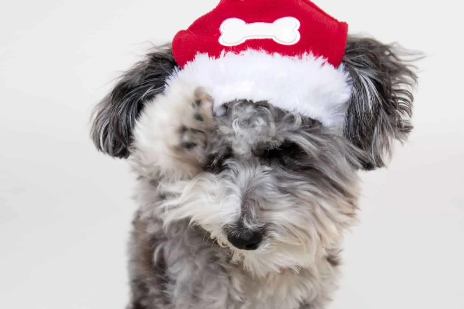 puppy merle poodle with a santa hat in close up photography