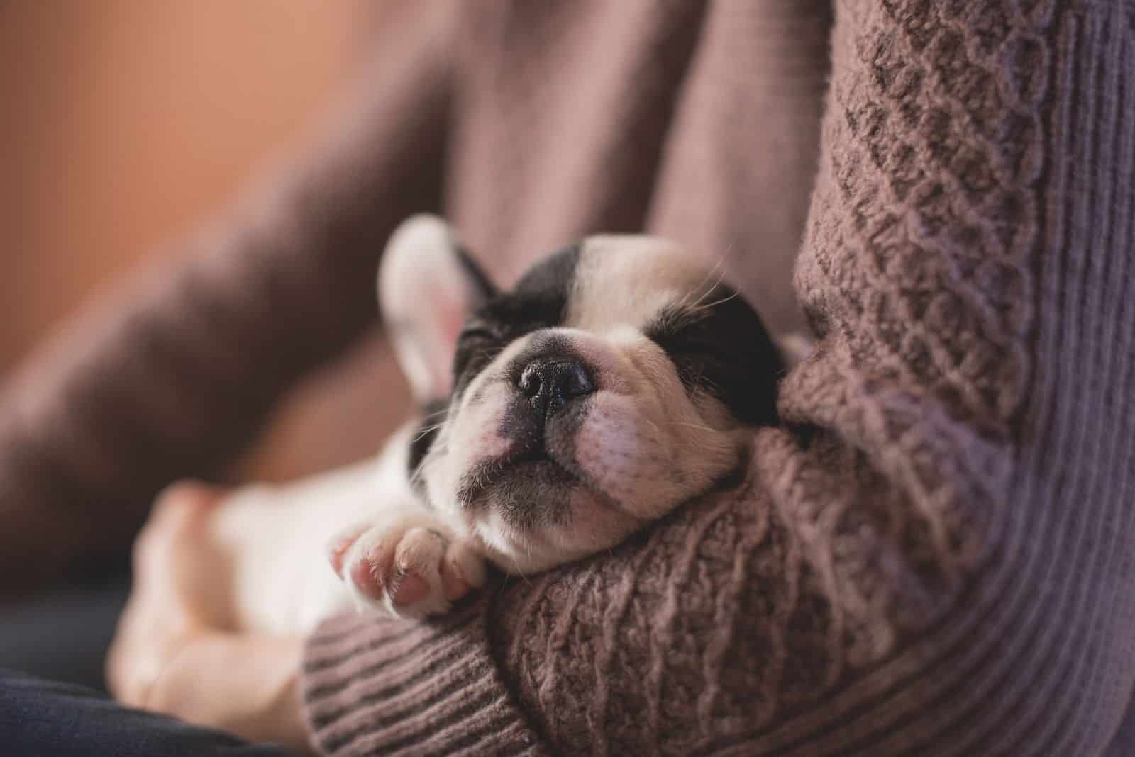 puppy sleeping in the arms of a person in cropped image