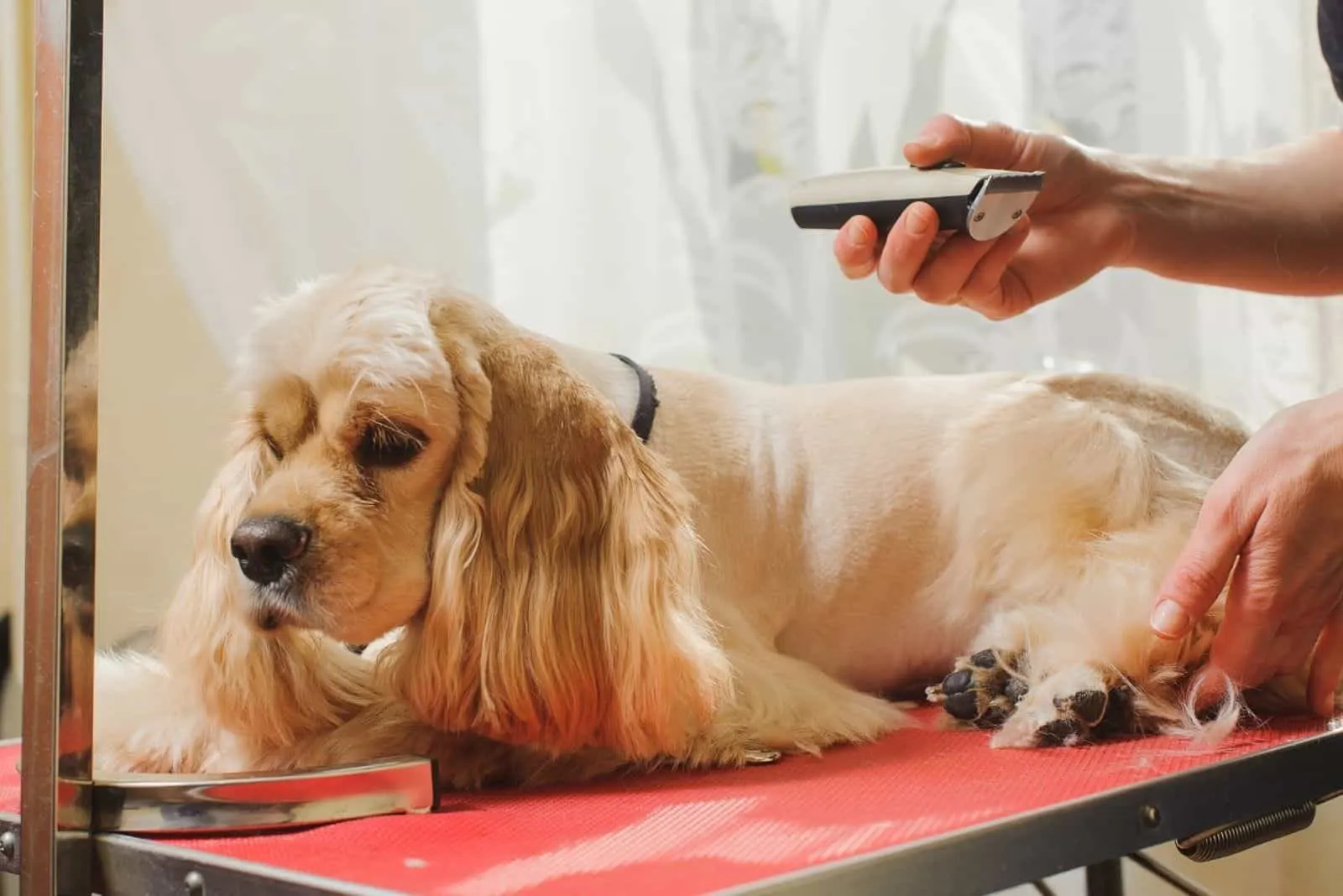 purebred cocker spaniel being groomed and trimmed on the table