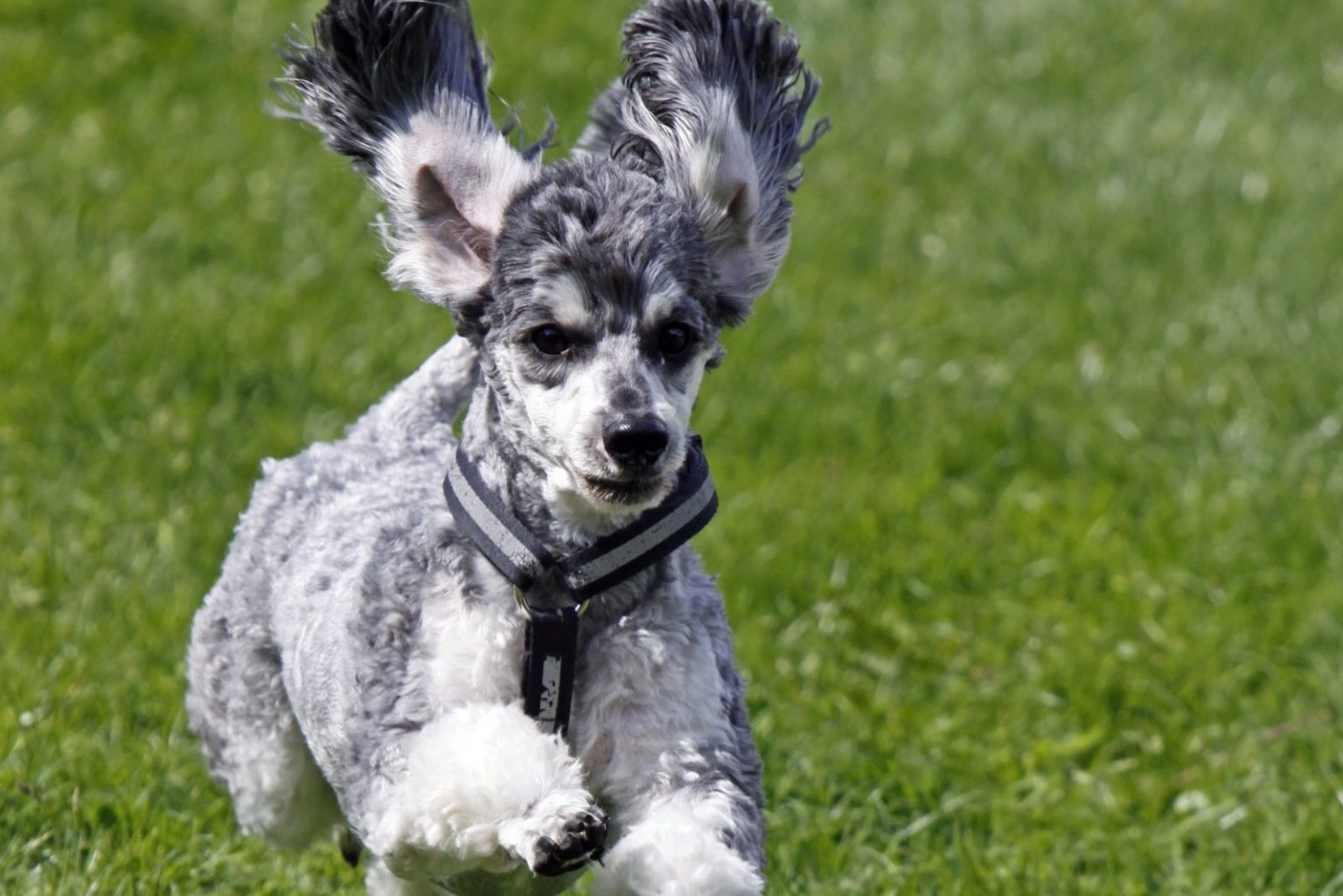 The Merle Poodle What Lies Behind This Dog Breed