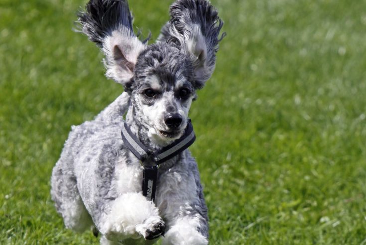 The Merle Poodle: What Lies Behind This Dog Breed