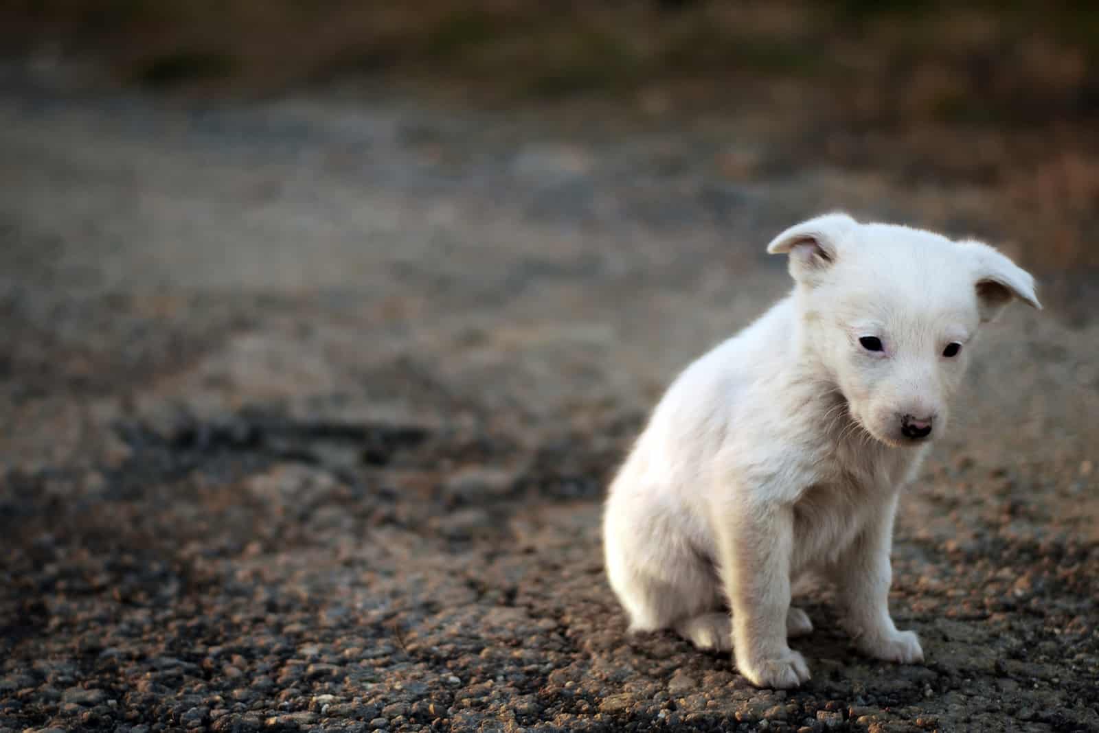 sad puppy on the street