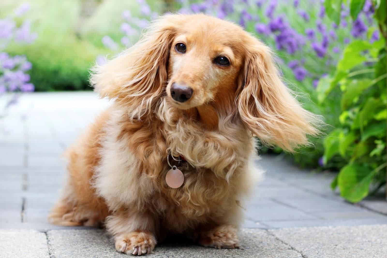 senior purebred longhair english cream dachshund outdoors