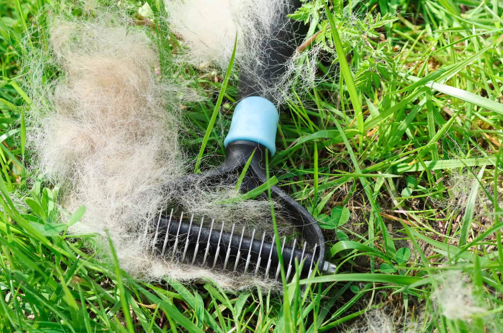 shedding brush