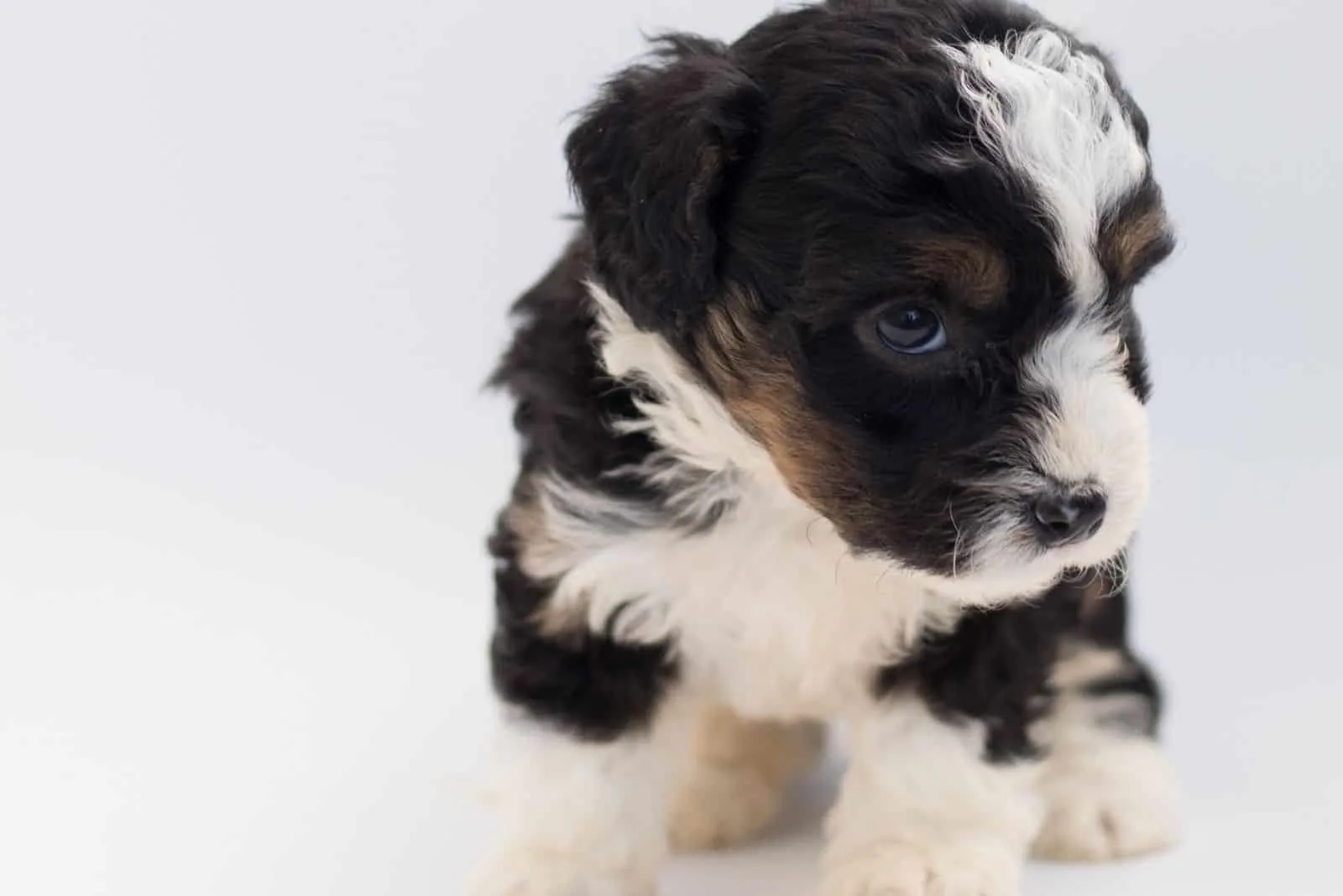 short coated black and white puppy in white background