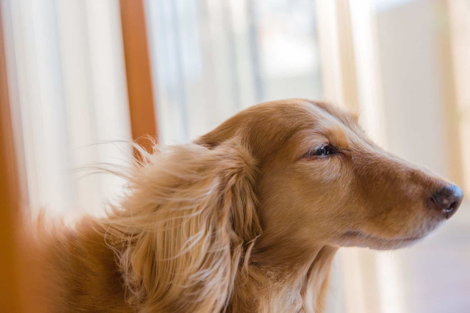 sideview of a dachshund near a window