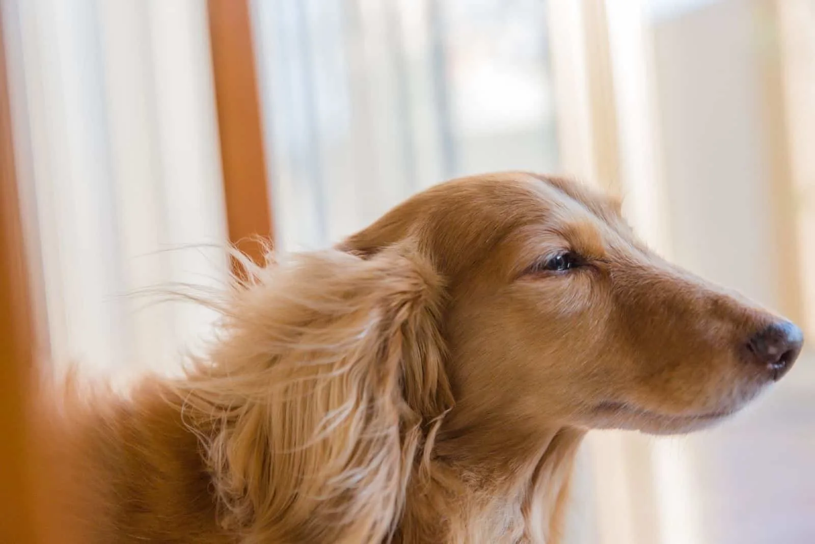 sideview of a dachshund near a window