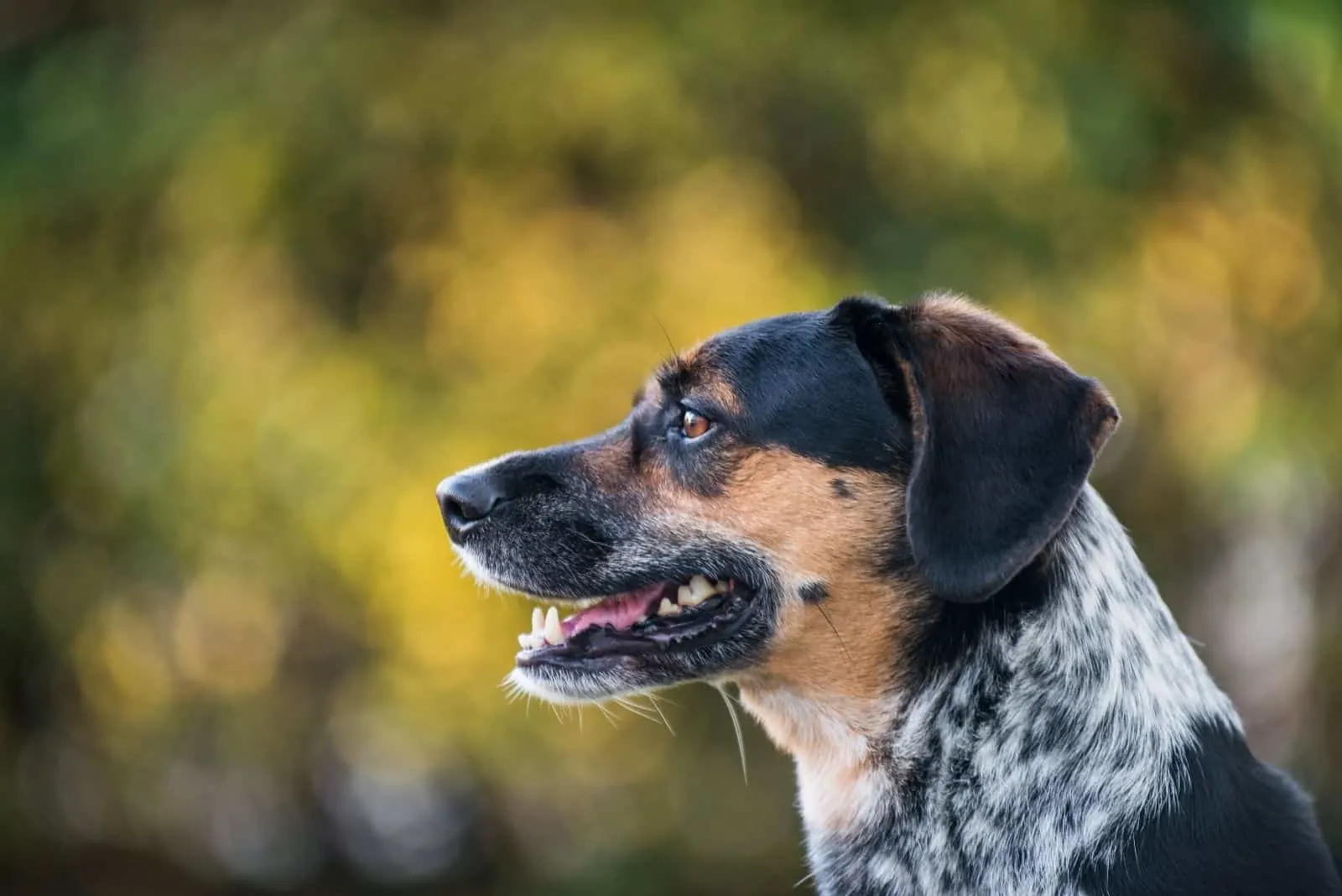 sideview of a dogs headshot of a blue tick beagle outdoors