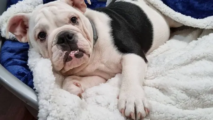 sweet bulldog lying in his bed on the floor