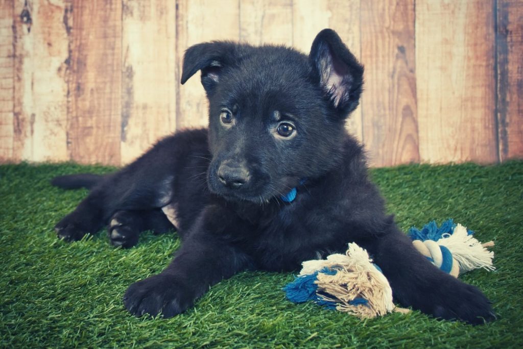 Blue German Shepherd: All About This Unique Dog Breed