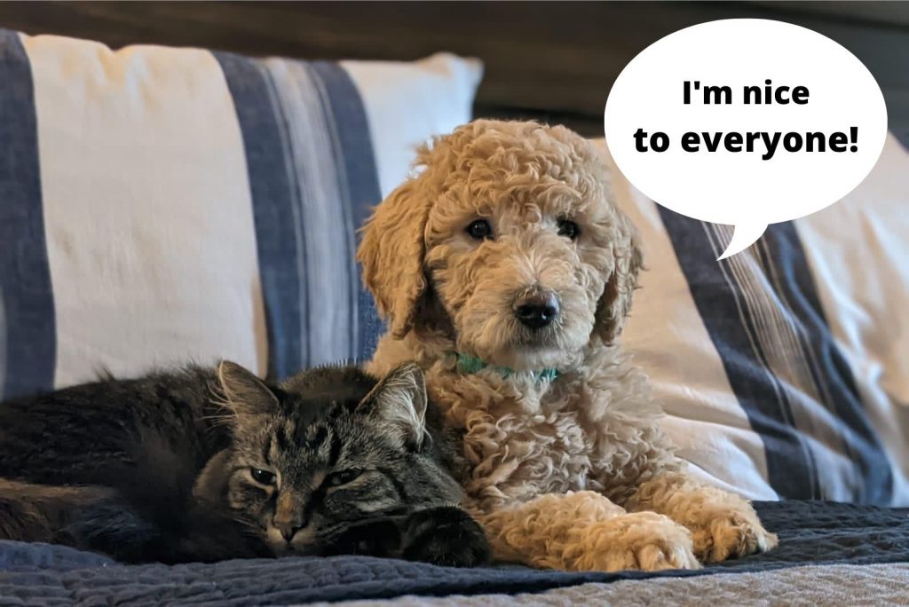 the cat is lying next to the goldendoodle on the couch