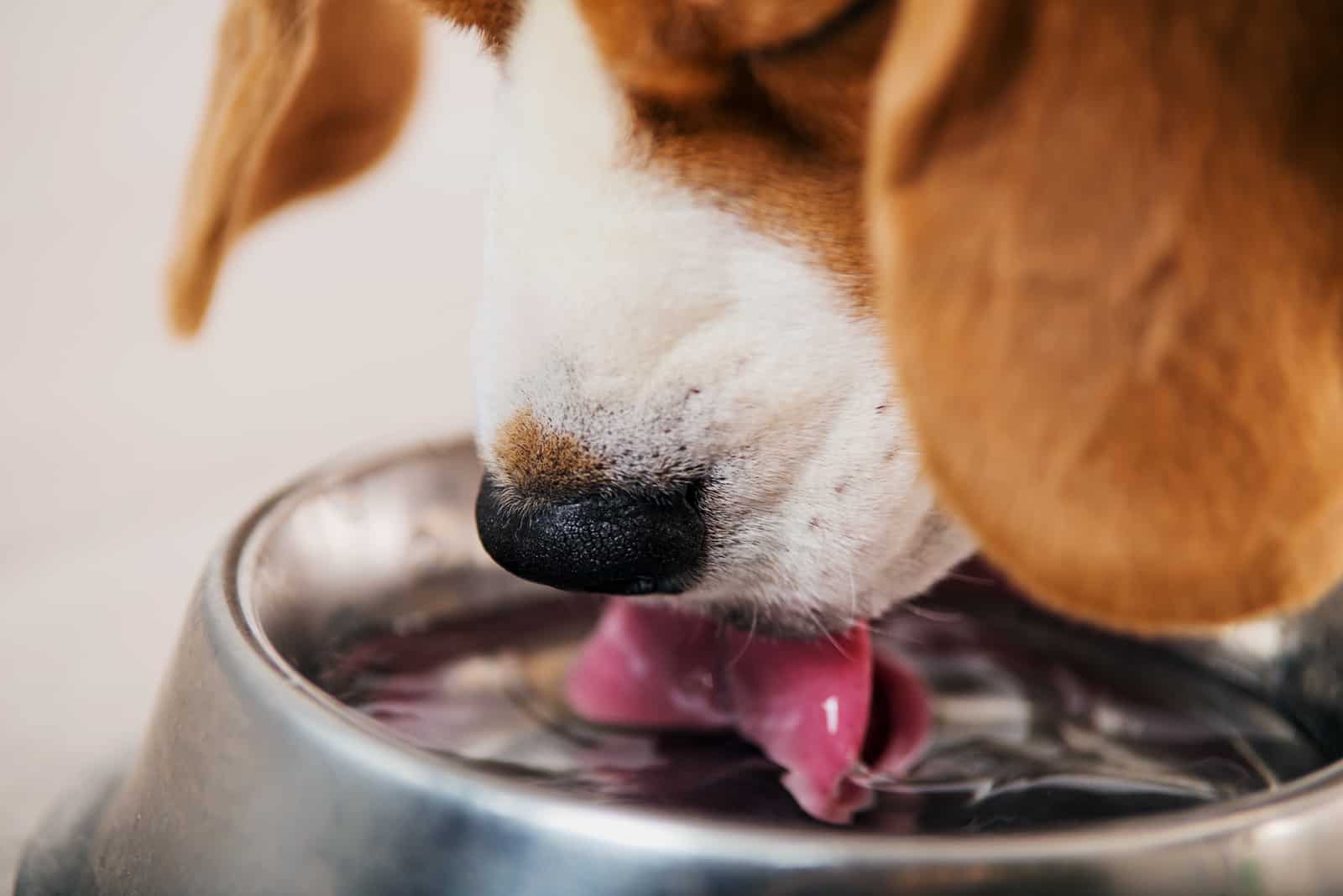 the dog drinks water from a bowl