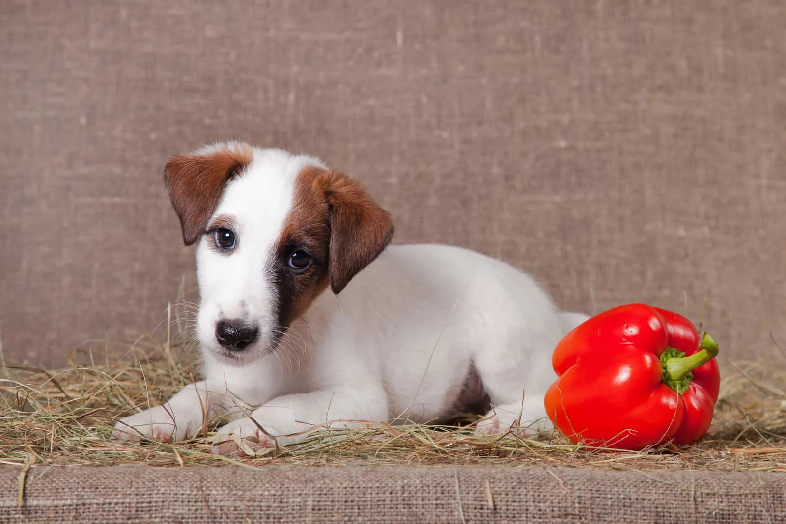 the sad dog lies next to the pepper and looks at it