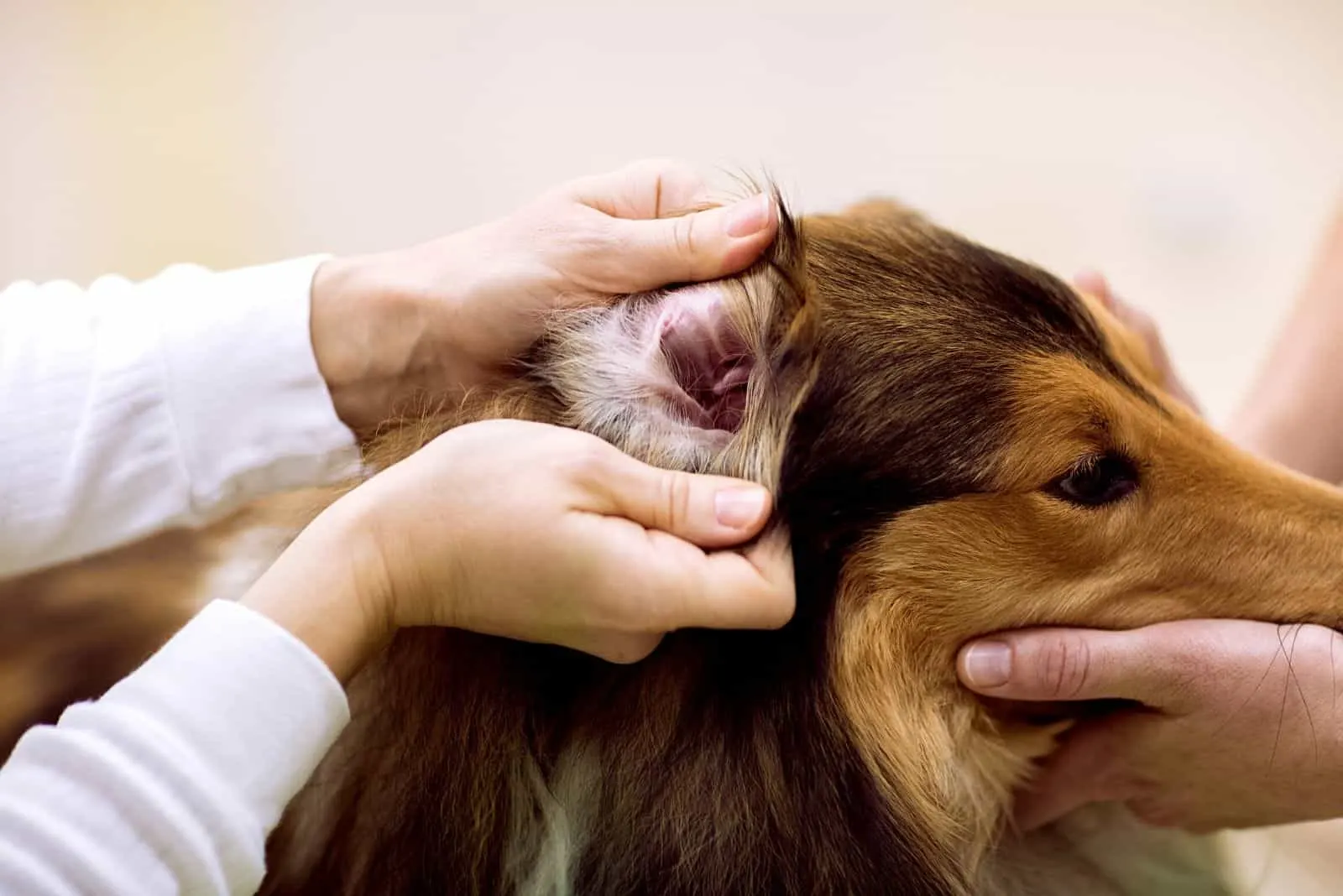 the vet examines the dog’s ears