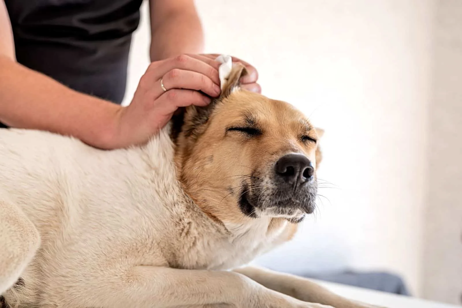 the woman cleans the dog's ears