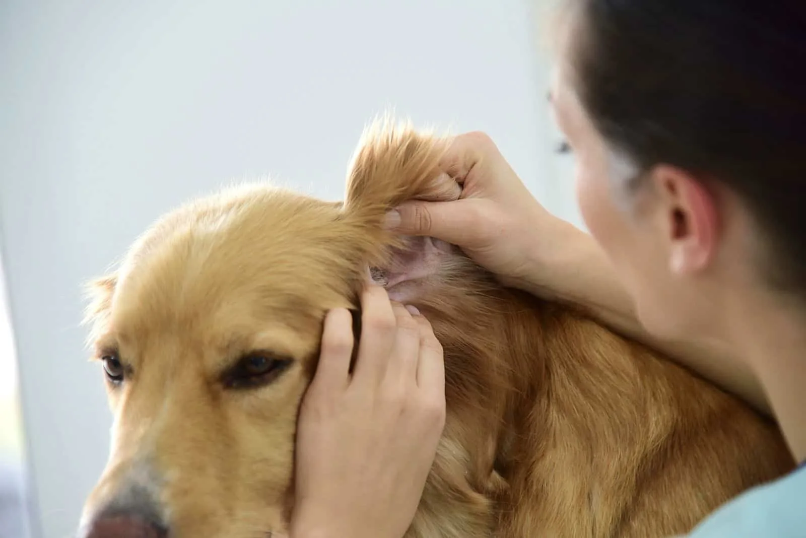 the woman examines the dog's ear