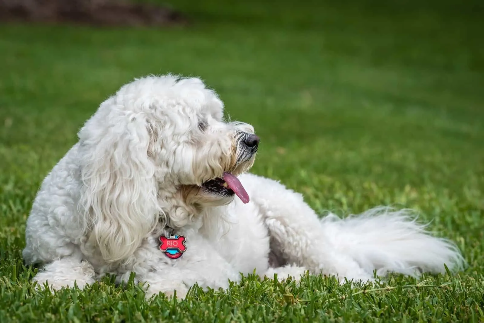 this is Rio the goldendoodle relaxing on the grass lawn