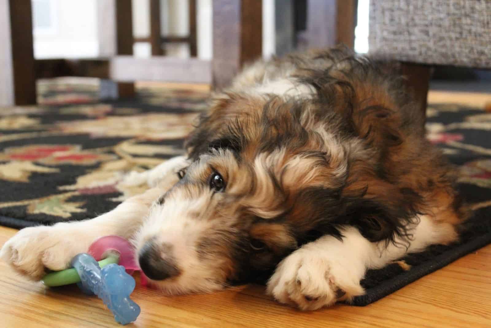 three month old sable bernedoodle lying down on the floor
