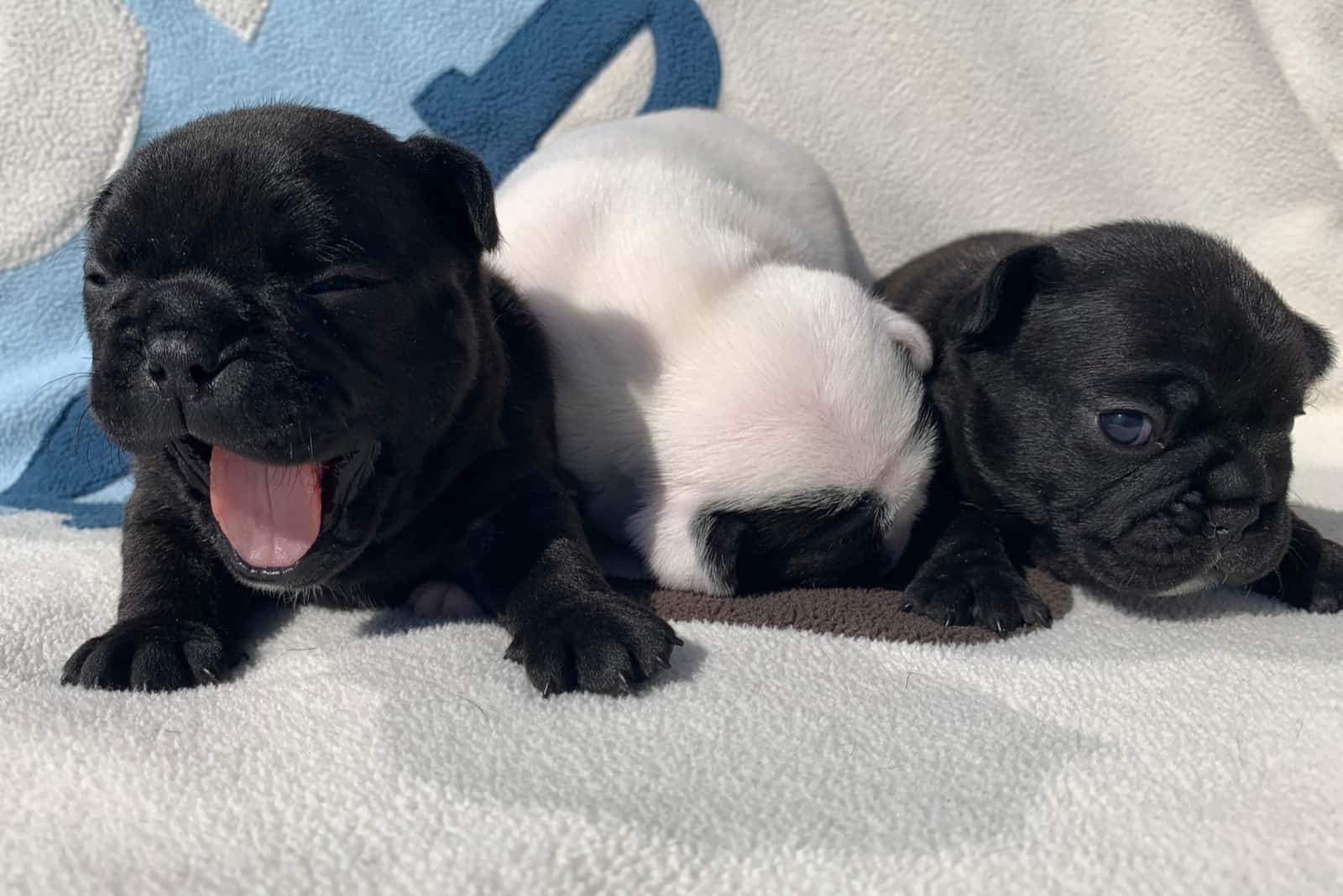 three puppy french bulldogs