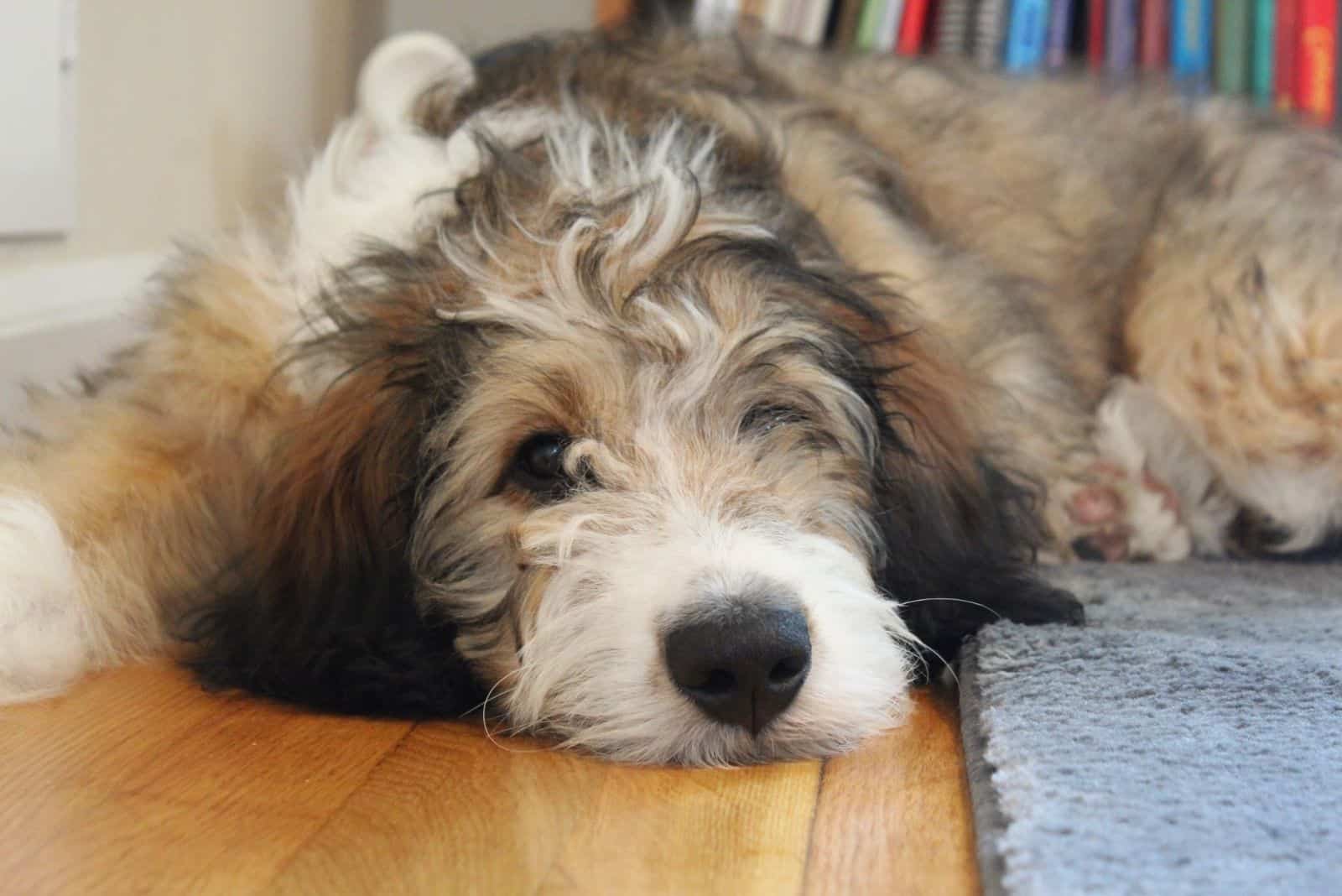 tired bernedoodle puppy lying on the floor