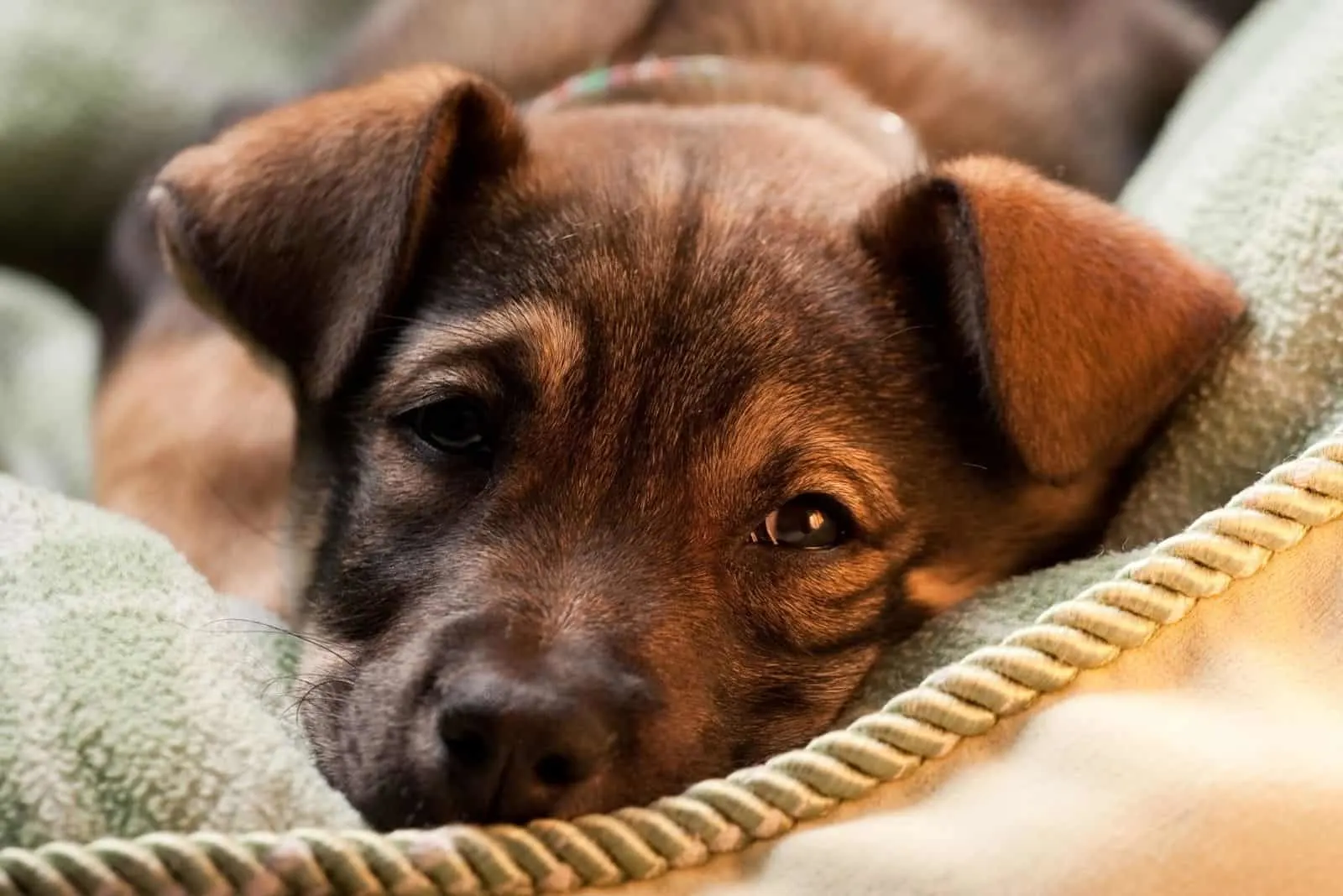 tired mastiff shepherd lying down in focus photography with a rope in front 