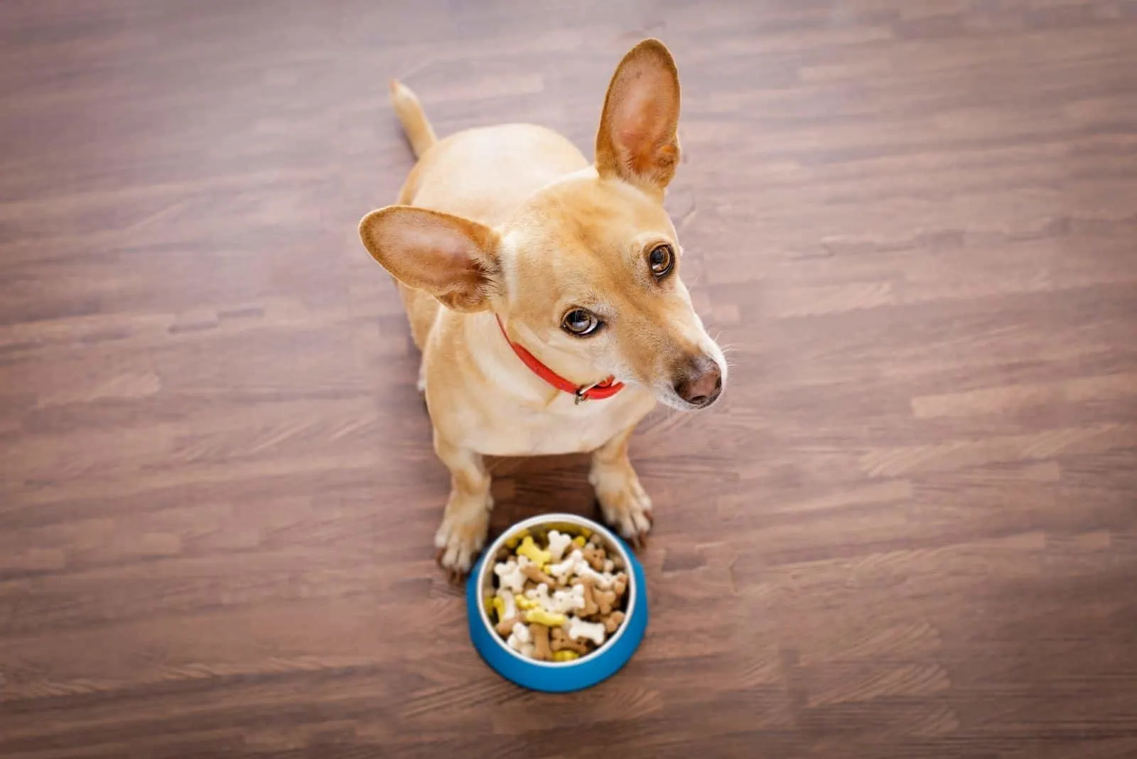 top angle of a chihuahua looking at the camera standing near her bowl of dog food