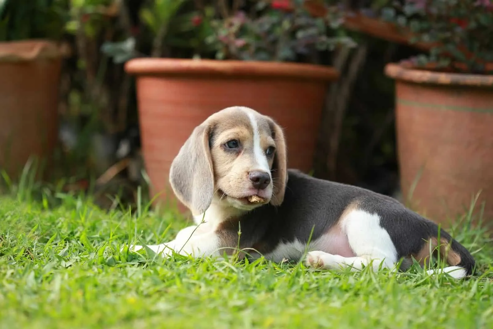 tri color beagle lying down in the grass near planters