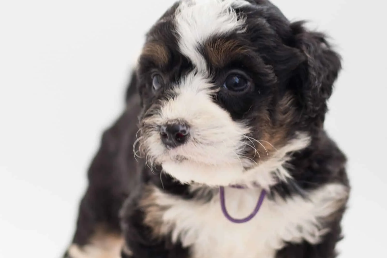 tricolor bernedoodle puppy posing looking away