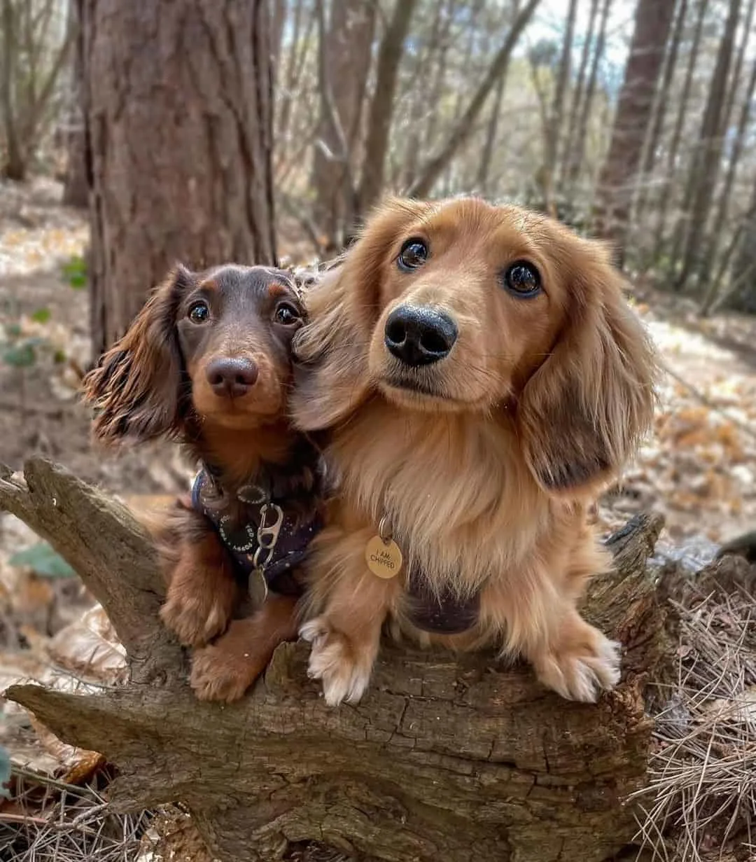 two Dachshund dogs in forest