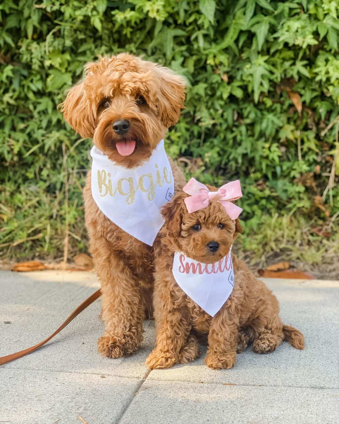 two adorable Goldendoodle dogs