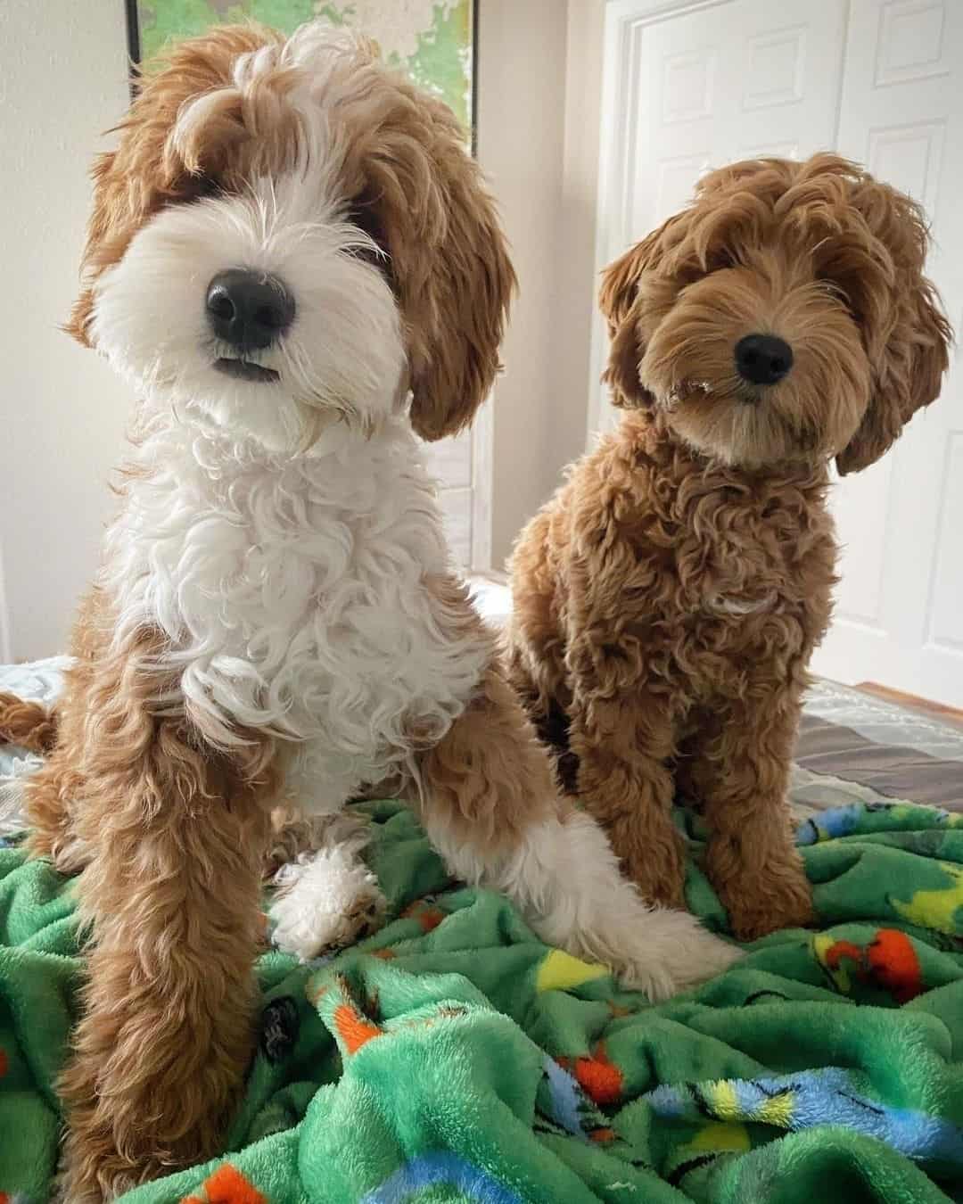 two adorable Petite Goldendoodle dogs