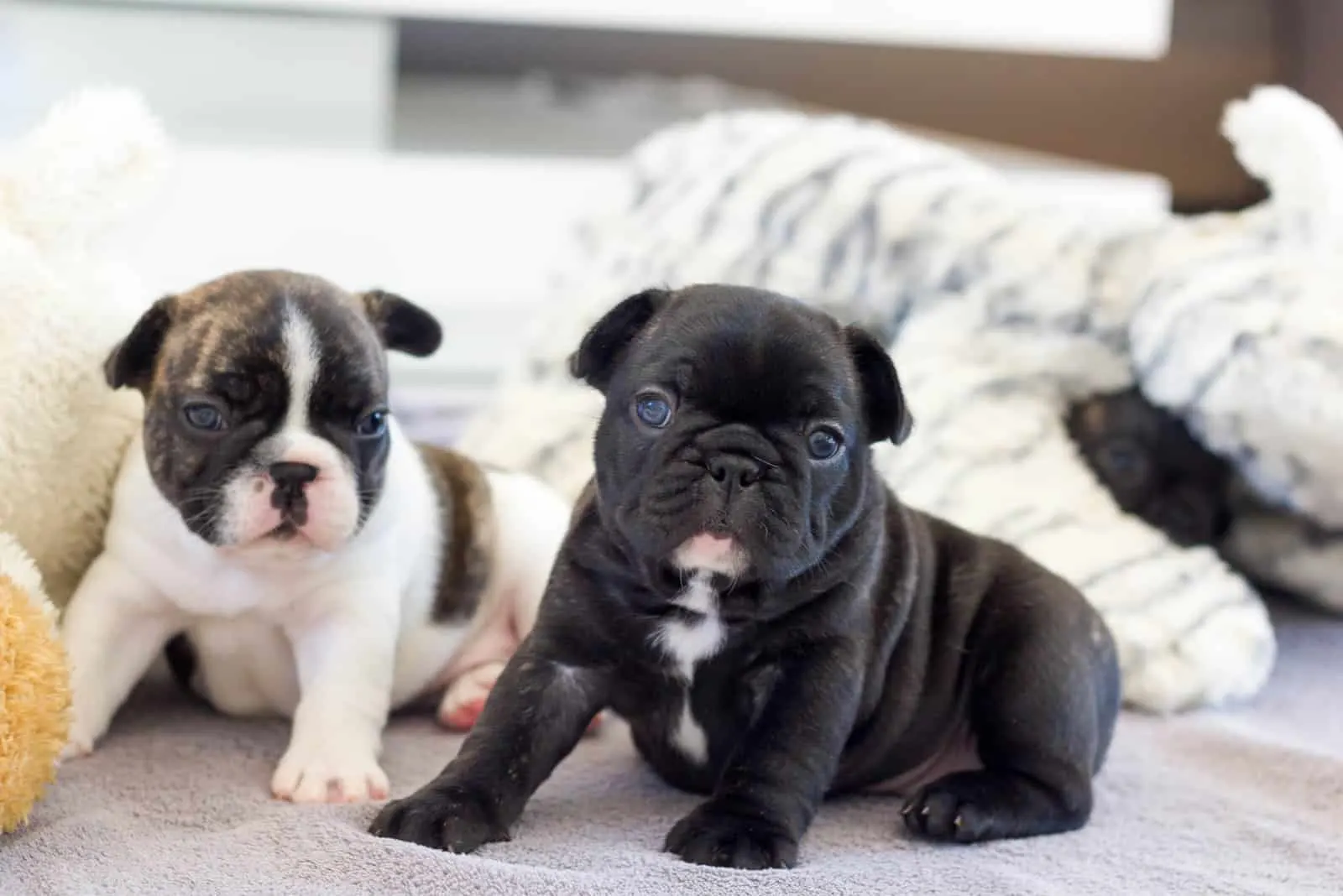 two adorable puppies of a French bulldog sitting on the bed