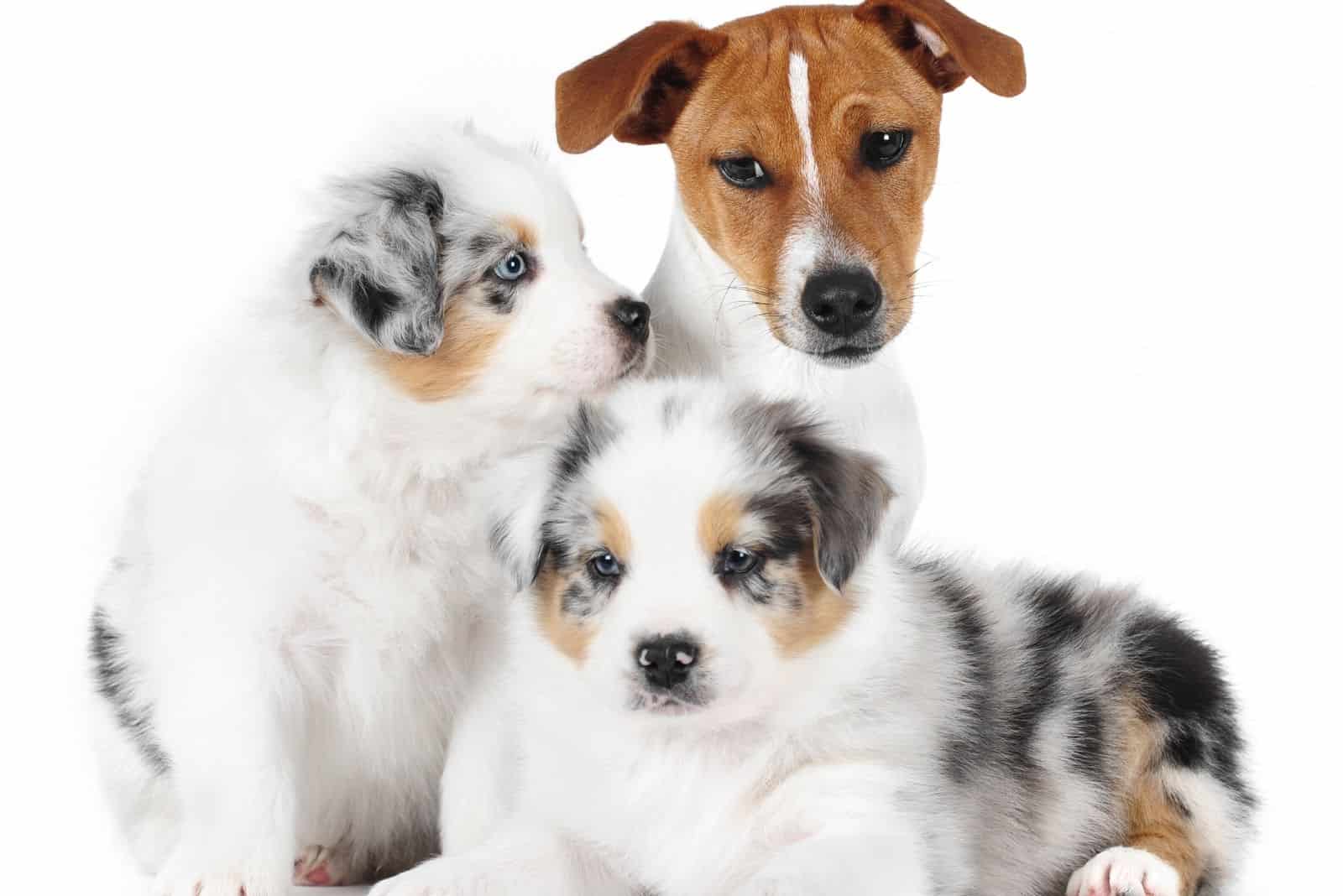 two australian shepherd and a jack russell puppies in white background