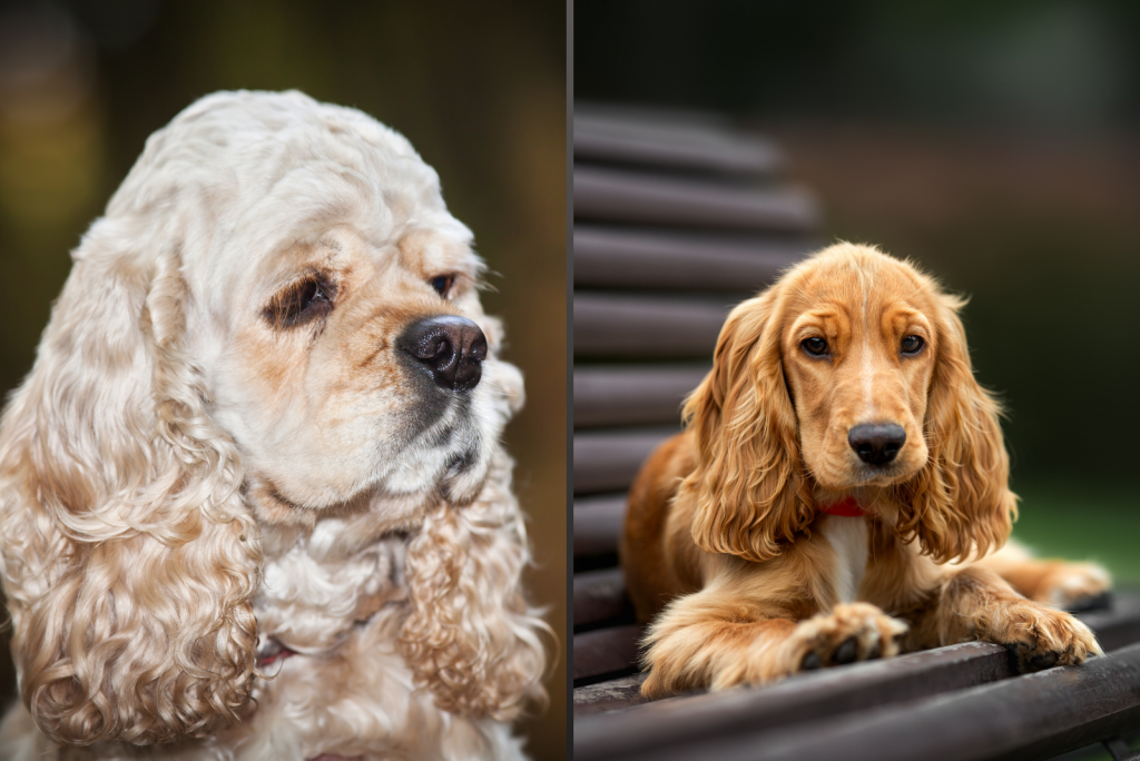 Do Cocker Spaniels Shed Everything You Need To Know