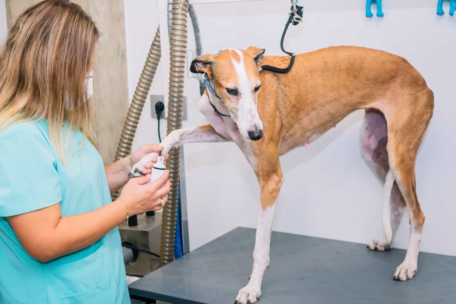 veterinarian cutting the nails of a greyhound