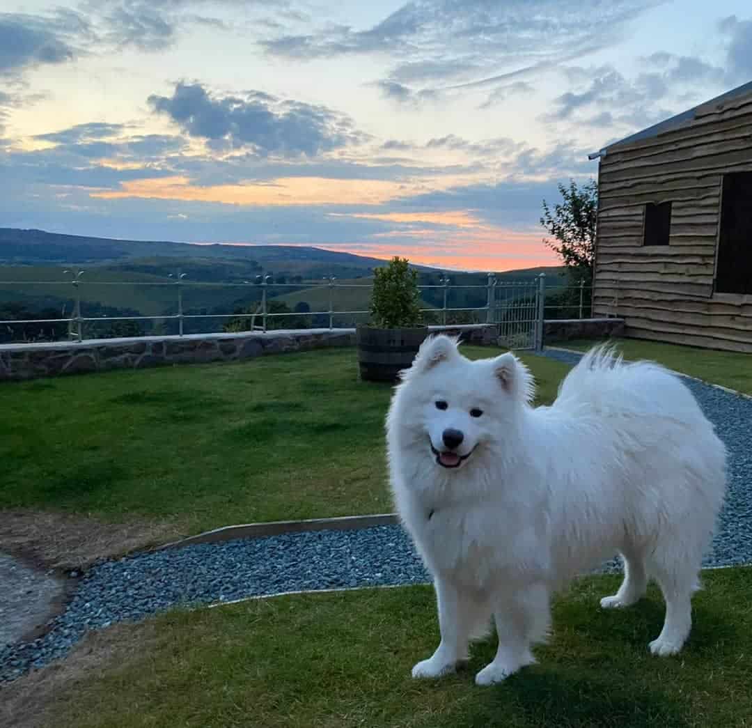 white Samoyed dog outdoors
