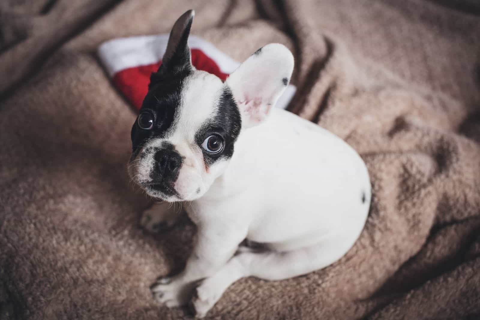 white and black french bulldog looking up at the camera while sitting on the tan colored cloth