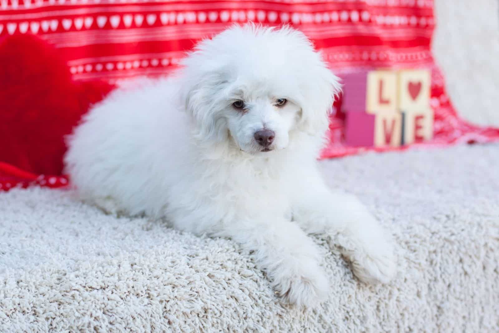 white fluffy maltese poodle puppy laying down on carpet with LOVE boxes beside the dog