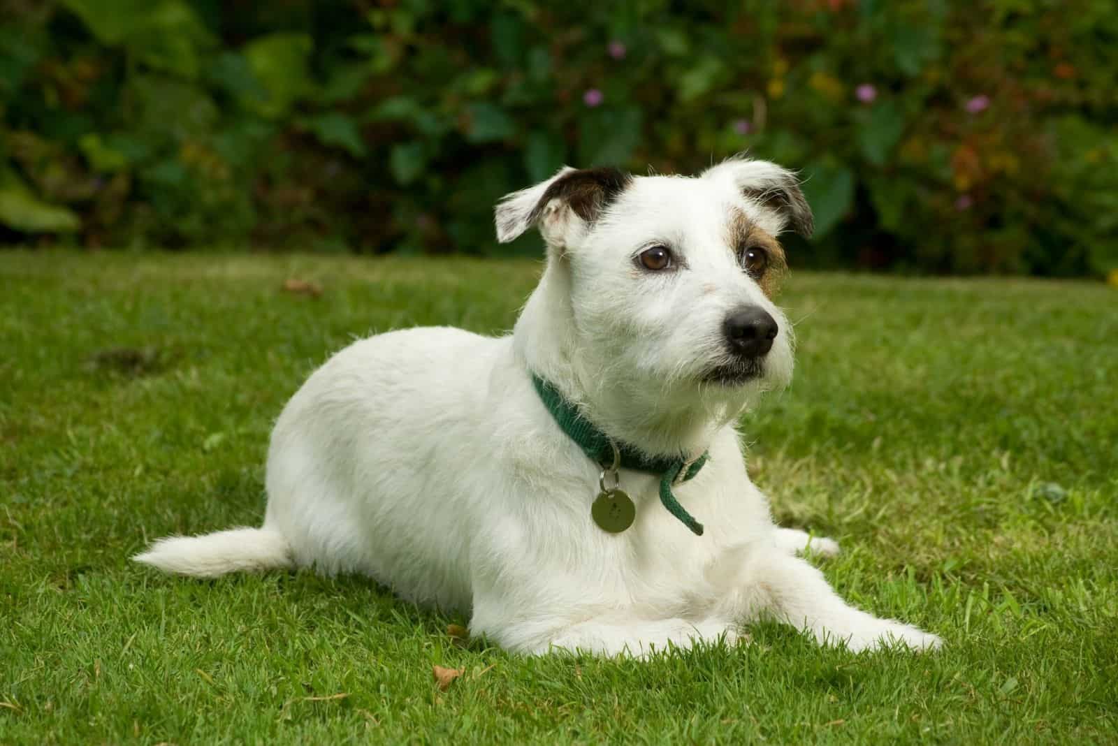 white jack russel with black and brown patches lying down in the lawn's green grasses