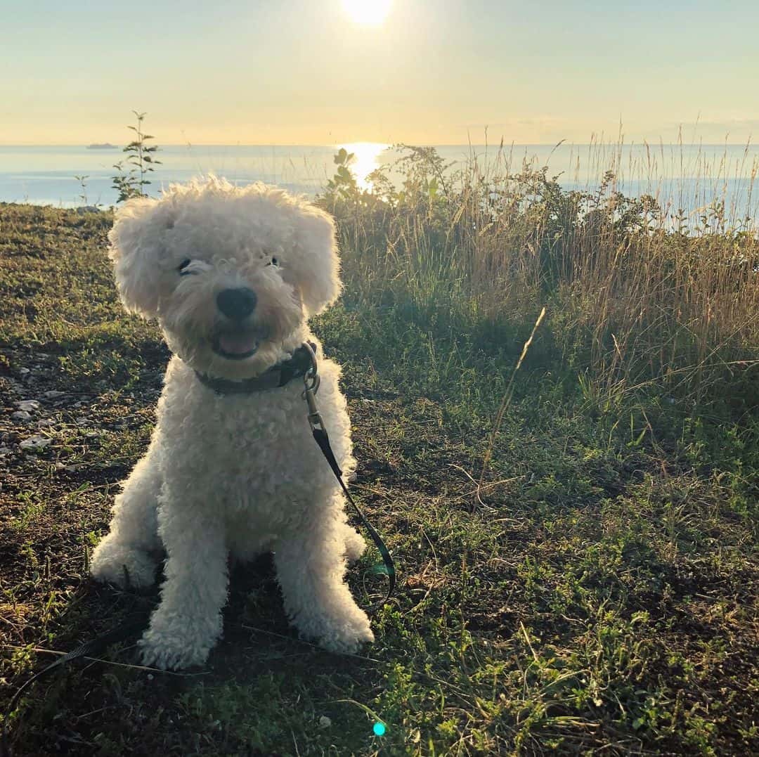 white little dog sitting on the grass