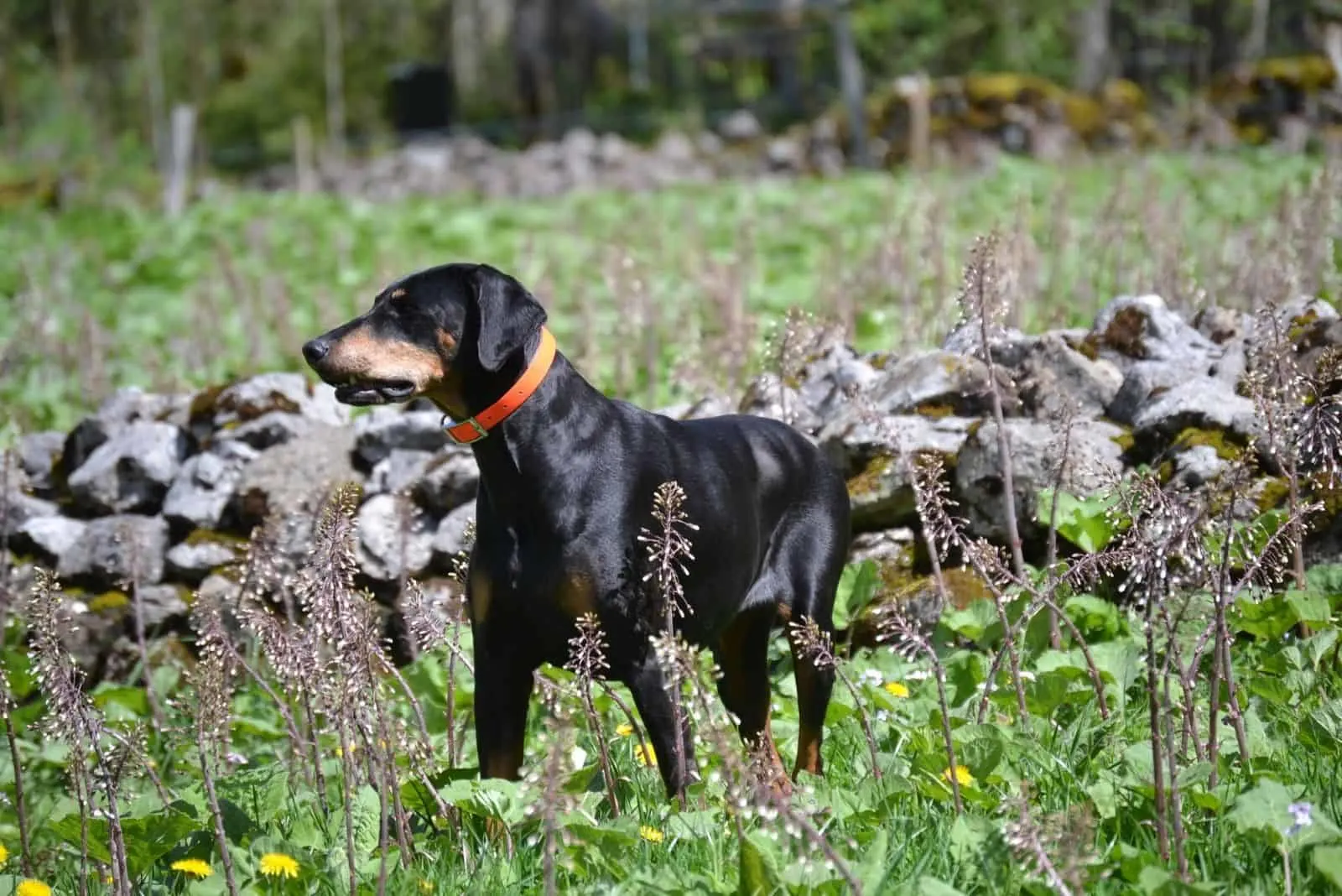 young doberman purebred in nature standing 