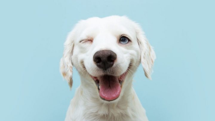 1000+ Dog Names That Will Make You The Envy Of The Dog Park