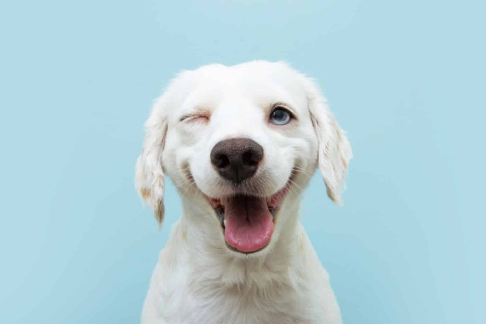 cute white dog on blue background
