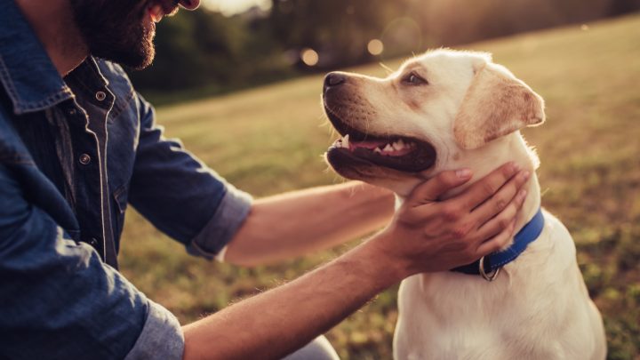 13 Undeniable Reasons Why Dogs Are Better Than Cats