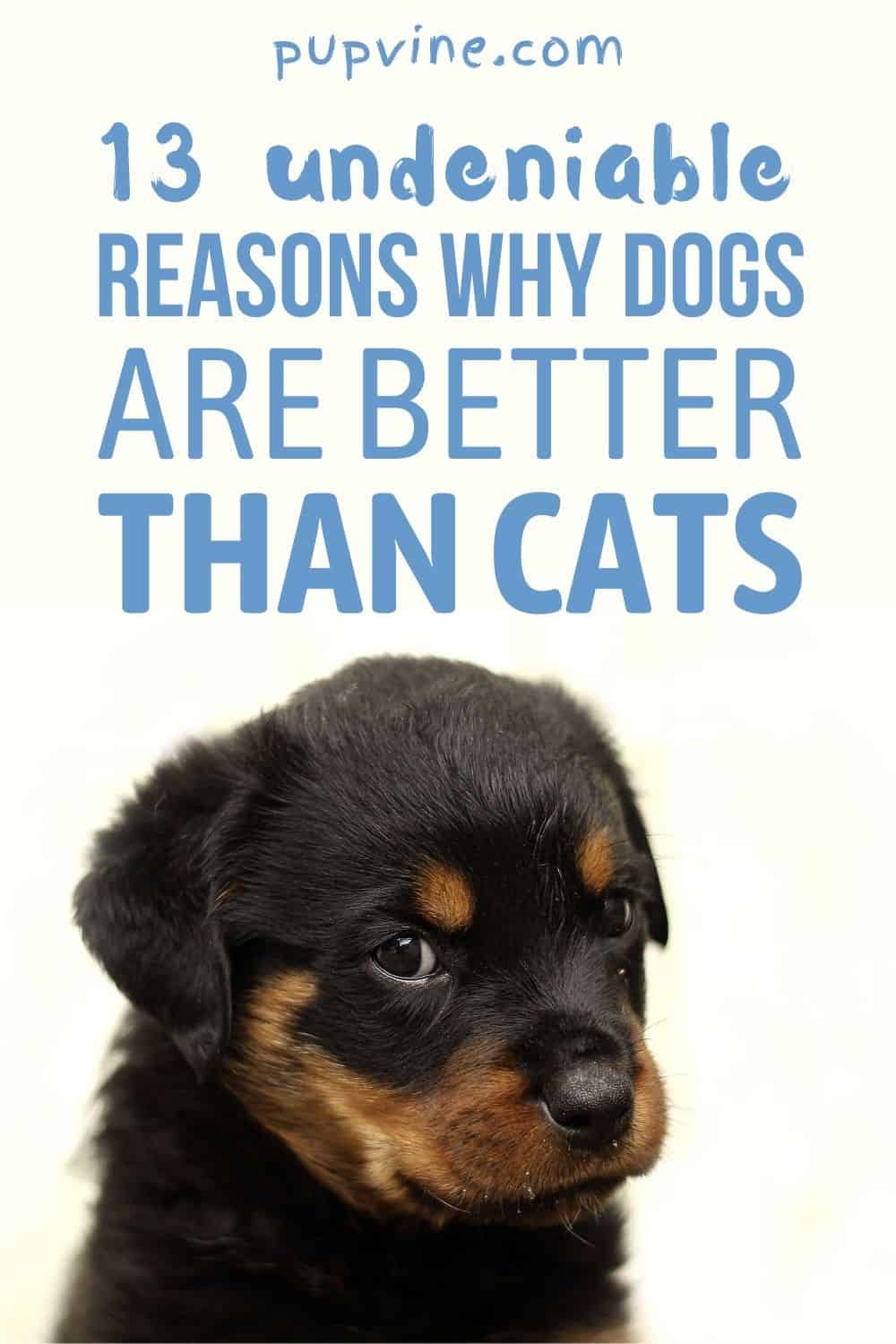 13 Undeniable Reasons Why Dogs Are Better Than Cats