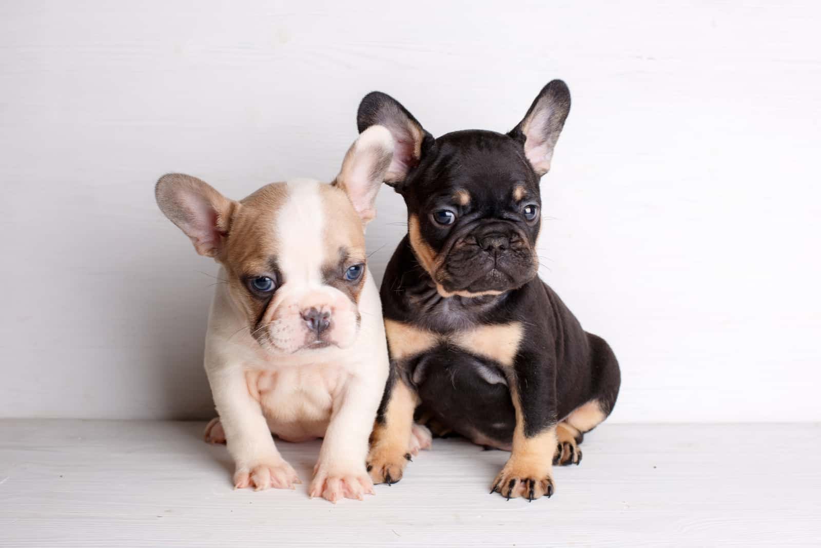 2 French bulldog puppies