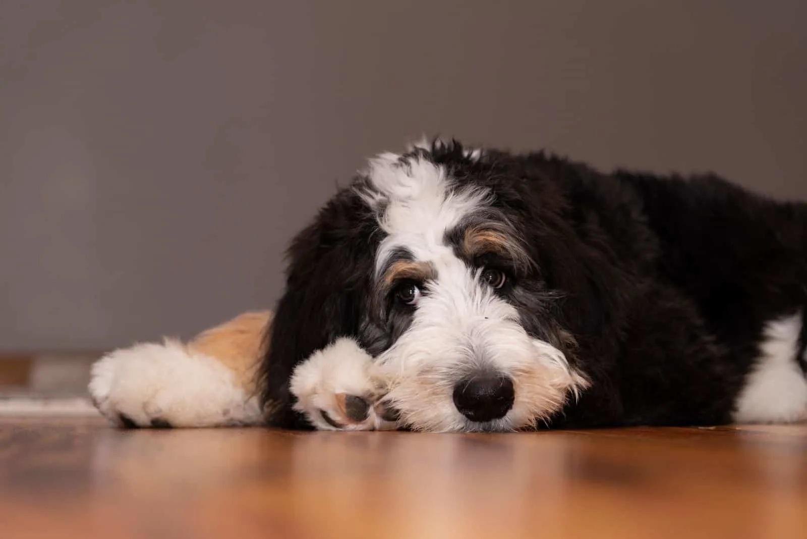 5 month old bernedoodle lying lazily on the floor